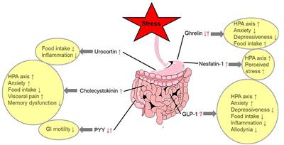 Gut-Brain Neuroendocrine Signaling Under Conditions of Stress—Focus on Food Intake-Regulatory Mediators